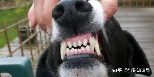 娱乐吃瓜酱狗带上牙,狗带上牙的神秘魅力揭秘